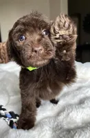 Dex, a male Labradoodle for sale in San Antonio, TX – 2 of 2