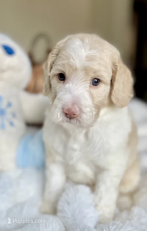 Mickey  – Labradoodle puppy for sale in San Antonio, TX