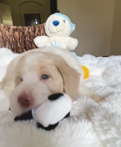 Cole, a male Labradoodle for sale in San Antonio, TX – 5 of 5