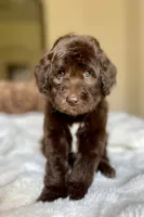 Mitch, a male Labradoodle for sale in San Antonio, TX – 1 of 1