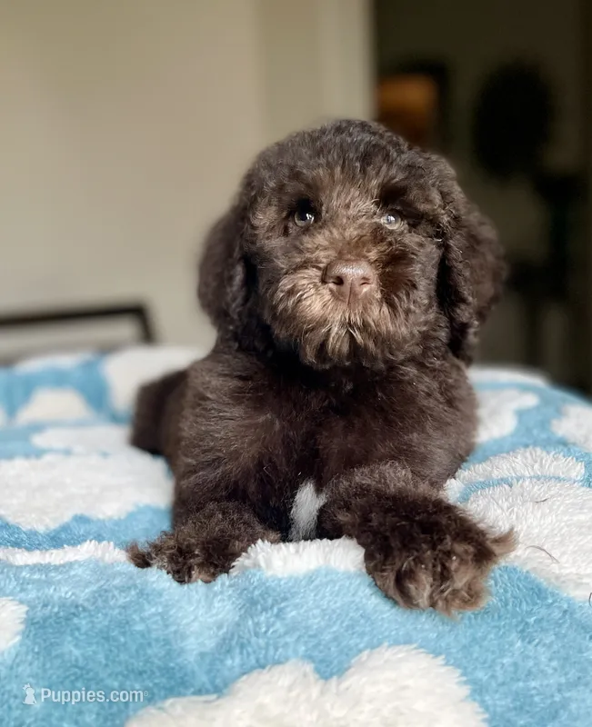 Milo – Labradoodle puppy for sale in Boerne, TX