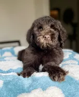 Milo, a  Labradoodle for sale in Boerne, TX – 1 of 3