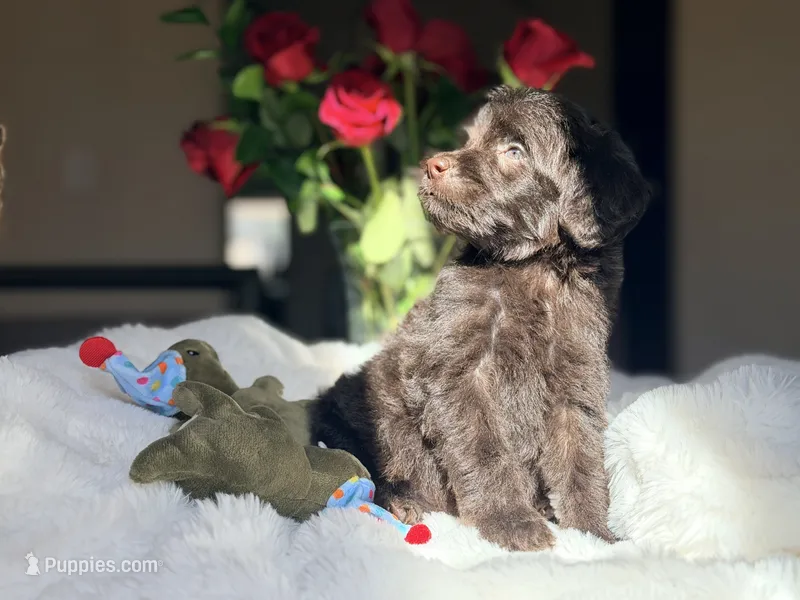 Dancie  – Miniature Labradoodle puppy for sale in Boerne, TX