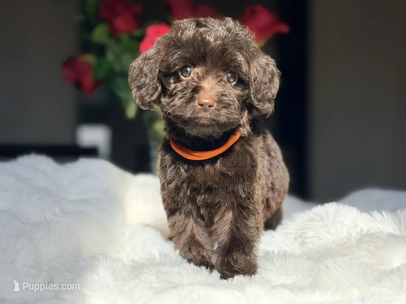 Lizzy – Miniature Labradoodle puppy for sale in Boerne, TX