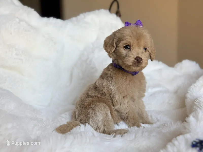 Sadie – Miniature Labradoodle puppy for sale in Boerne, TX