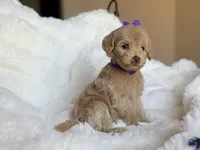 Sadie, a female Miniature Labradoodle for sale in Boerne, TX – 1 of 4
