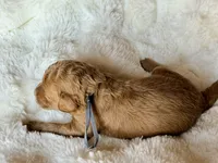 Maxipoo, a male Australian Labradoodle for sale in Boerne, TX – 3 of 4