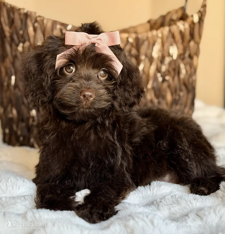 Lizzy – Miniature Labradoodle puppy for sale in Boerne, TX
