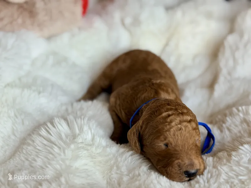 Mickey – Australian Labradoodle puppy for sale in Boerne, TX