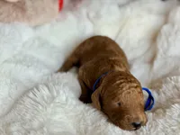 Mickey, a male Australian Labradoodle for sale in Boerne, TX – 1 of 3