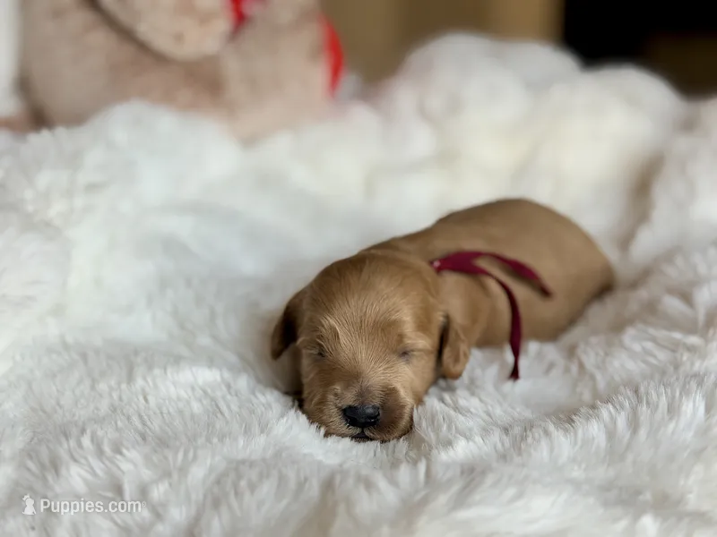 Dexter, a male Australian Labradoodle for sale in Boerne, TX – 1 of 3