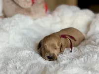 Dexter, a male Australian Labradoodle for sale in Boerne, TX – 1 of 3