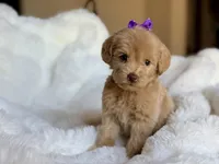 Sadie, a female Miniature Labradoodle for sale in Boerne, TX – 4 of 4
