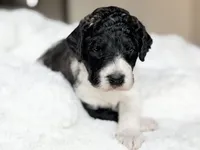 Brody, a male Labradoodle for sale in Boerne, TX – 3 of 4
