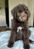 Milo, a  Labradoodle for sale in Boerne, TX – 3 of 3