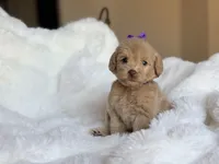 Sadie, a female Miniature Labradoodle for sale in Boerne, TX – 2 of 4