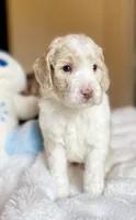 Cole, a male Labradoodle for sale in San Antonio, TX – 3 of 3