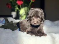 Dancie , a female Miniature Labradoodle for sale in Boerne, TX – 2 of 4