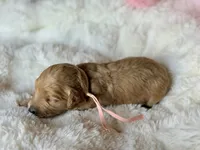 Bunny , a female Australian Labradoodle for sale in Boerne, TX – 2 of 3