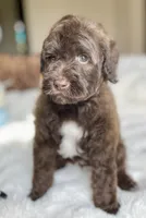 Liam, a male Labradoodle for sale in San Antonio, TX – 1 of 2