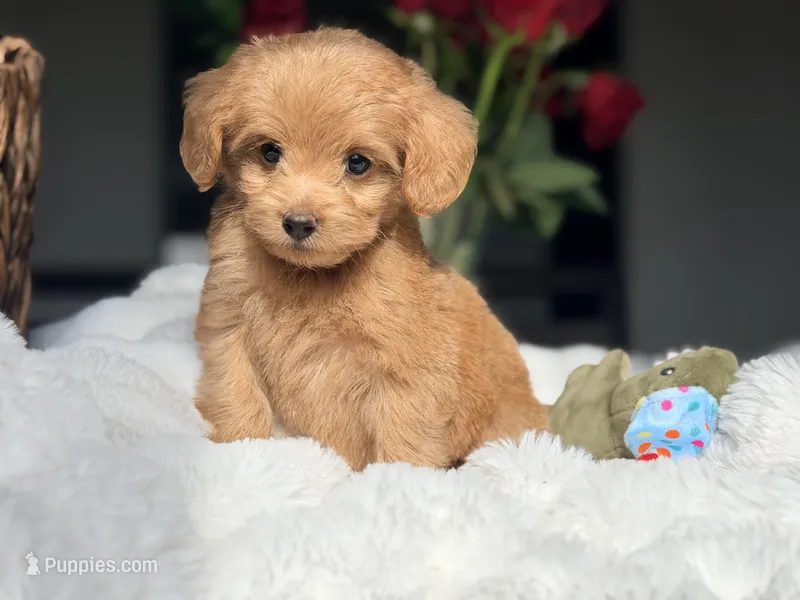 Jenna – Miniature Labradoodle puppy for sale in Boerne, TX
