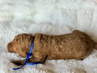 Mickey, a male Australian Labradoodle for sale in Boerne, TX – 3 of 3