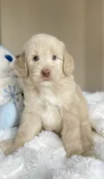 Luke, a male Labradoodle for sale in San Antonio, TX – 1 of 2