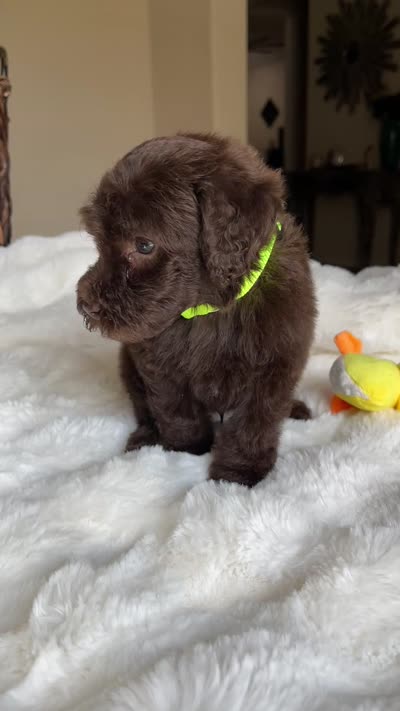 Dex, a male Labradoodle for sale in San Antonio, TX – 4 of 4