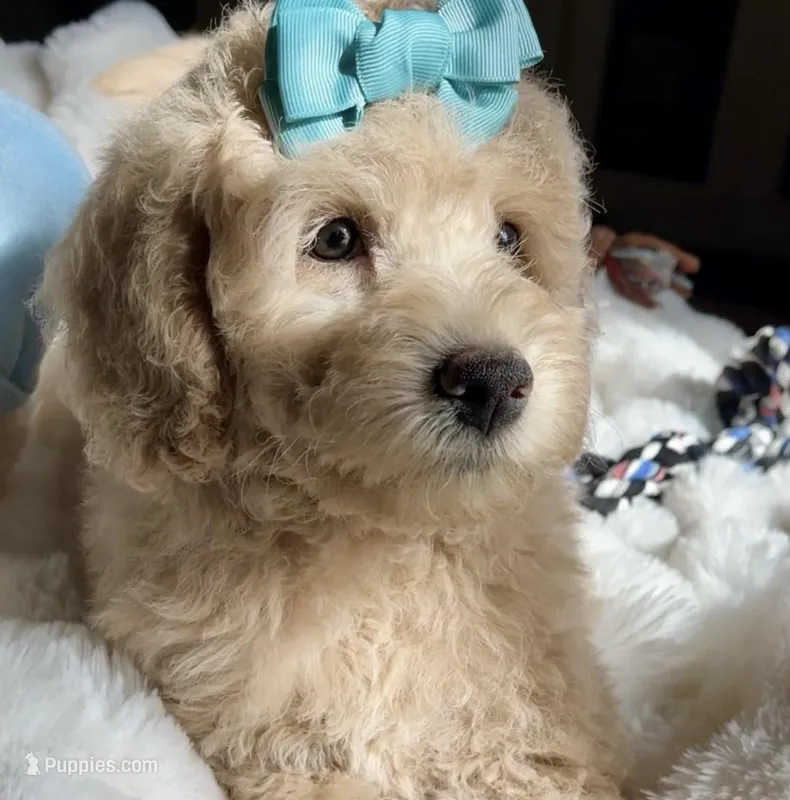 Katie – Australian Labradoodle puppy for sale in San Antonio, TX