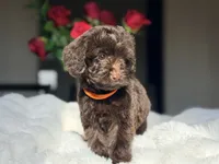 Lizzy, a female Miniature Labradoodle for sale in Boerne, TX – 3 of 3