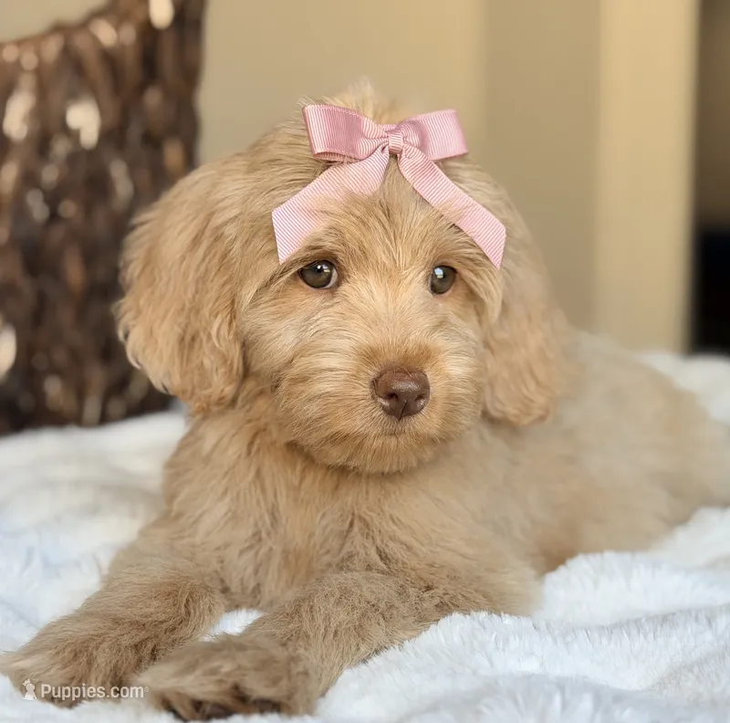 Sadie – Miniature Labradoodle puppy for sale in Boerne, TX