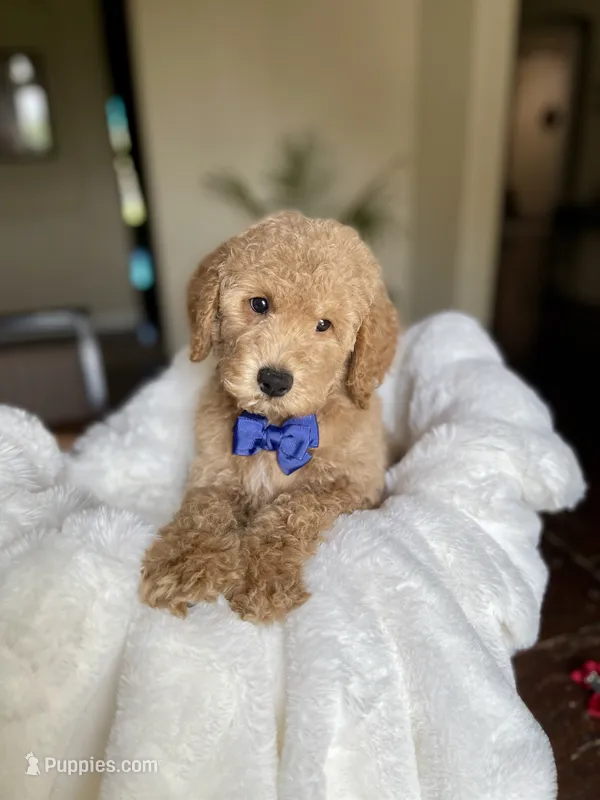 Conner – Australian Labradoodle puppy for sale in San Antonio, TX