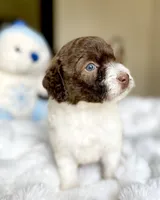 Colin, a male Labradoodle for sale in San Antonio, TX – 3 of 3