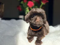 Lizzy, a female Miniature Labradoodle for sale in Boerne, TX – 2 of 3