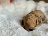 Maxipoo, a male Australian Labradoodle for sale in Boerne, TX – 2 of 4