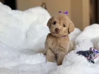 Sadie, a female Miniature Labradoodle for sale in Boerne, TX – 3 of 4