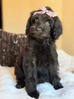 Sara, a female Australian Labradoodle for sale in Boerne, TX – 1 of 1
