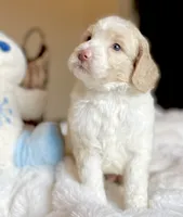Cole, a male Labradoodle for sale in San Antonio, TX – 1 of 3