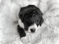 Brody, a male Labradoodle for sale in Boerne, TX – 4 of 4