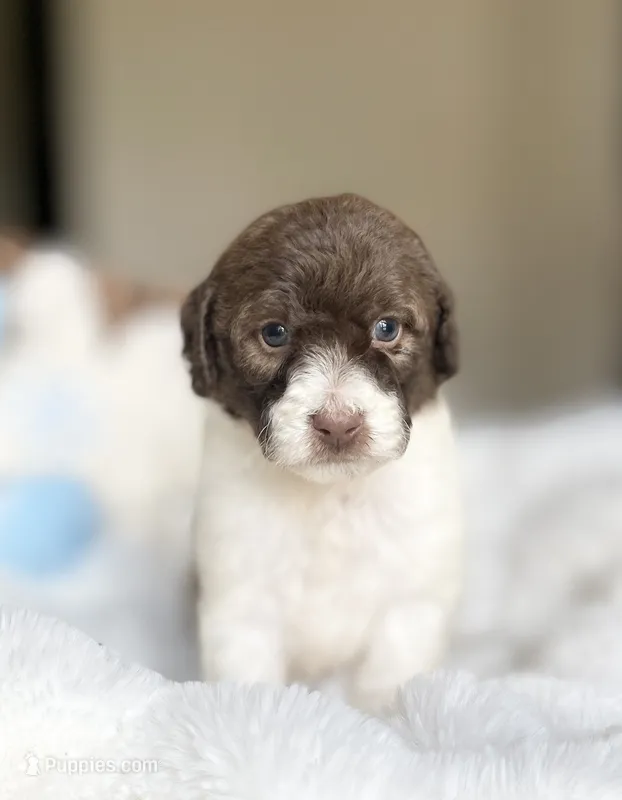 Colin – Labradoodle puppy for sale in San Antonio, TX