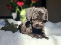 Dancie , a female Miniature Labradoodle for sale in Boerne, TX – 4 of 4