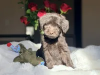 Dancie , a female Miniature Labradoodle for sale in Boerne, TX – 3 of 4