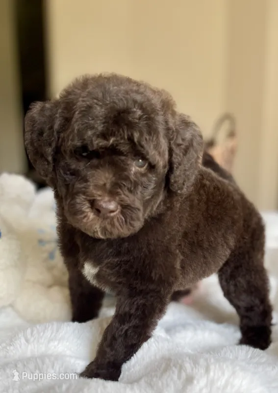 Atlas – Labradoodle puppy for sale in San Antonio, TX