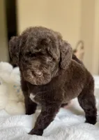 Atlas, a male Labradoodle for sale in San Antonio, TX – 1 of 1