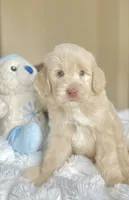 Luke, a male Labradoodle for sale in San Antonio, TX – 2 of 2