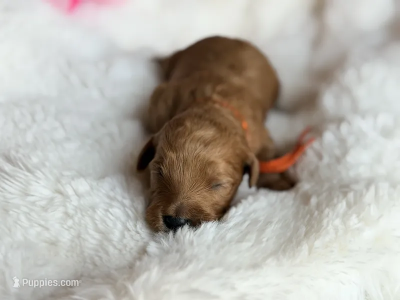 Lexi – Australian Labradoodle puppy for sale in Boerne, TX