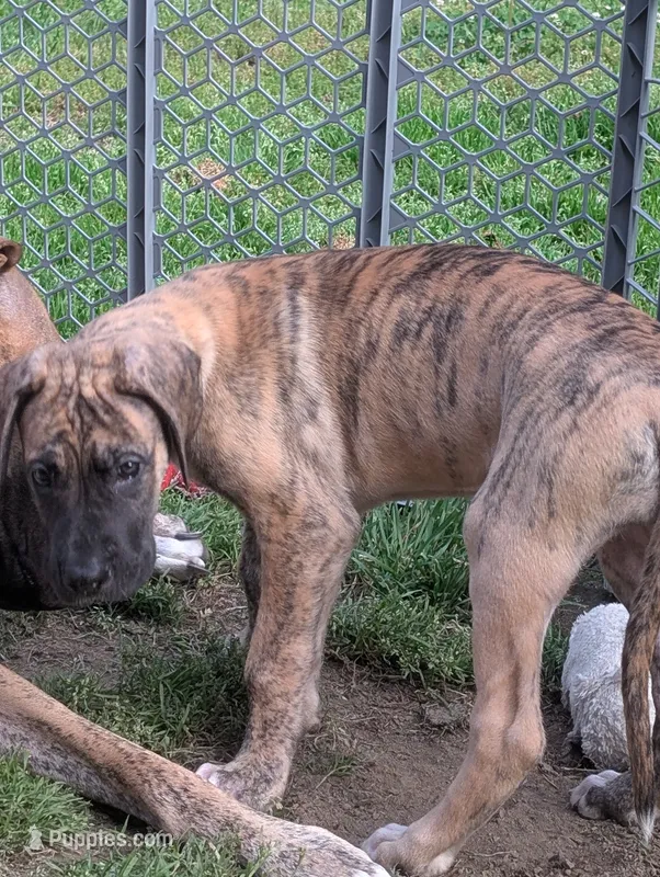 Americano – Great Dane, American Mastiff puppy for sale in Monroeville, PA