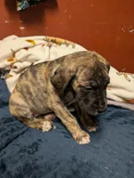 Coconut, a female Great Dane and American Mastiff for sale in Monroeville, PA – Photo 3 of 7