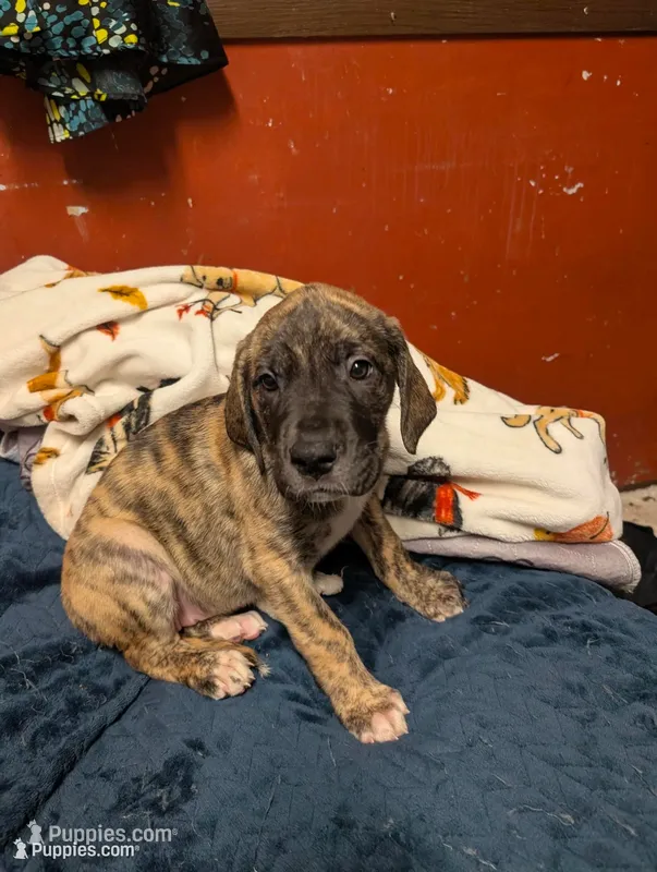 Coconut – Great Dane, American Mastiff puppy for sale in Monroeville, PA