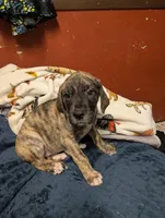 Coconut, a female Great Dane and American Mastiff for sale in Monroeville, PA – Photo 2 of 7